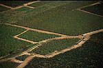 Vignes pres de Gevrey Chambertin