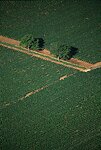 Graphismes agricoles (vignes prËs de Nuits St Georges)