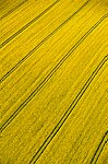 Champs de colza - graphismes agricoles