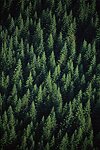 Plantation de sapins dans le Morvan (parc rÈgional crÈÈ en 1970)