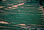 Vignes du vin d'Irouleguy (pays Basque)