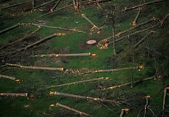 Champagne - Aube - Arbres tombs VA