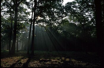 Centre - Cher - Foret au matin