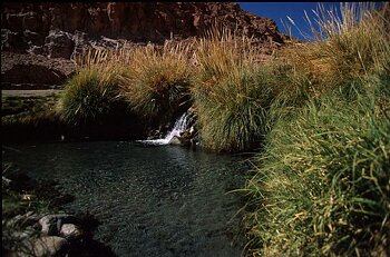 Chili - Atacama - Source d'eau chaude