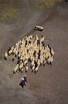 Moutons en tranhumance