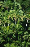 Palmiers :  rÈgion de Azuzul