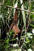 Ecuador -Napo - Amazonia
Singe en totale liberte en Amazonie.