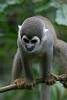 Ecuador - Napo - Amazonia - Amazoonico
Singe Ecureuil sauve par l'association Amazoonico