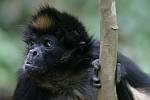 Ecuador - Napo - Amazonia - Amazoonico
un singe recupere par Amazoonico, une association de sauvegarde des animaux achetes par les touristes inconscients du mal qu'ils font aux animaux sauvages