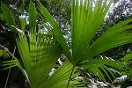 Ecuador -Napo - Amazonia
la Para Toquilla, plante servant au chapeau Panama (fabrique exclusivement en Equateur)