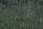 Ecuador - Napo - Amazonie - Punta Ahuano
petite deforestation pres de Punta Ahuano
