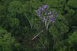 Ecuador - Napo - Amazonie - Punta Ahuano
l'arbre aux fleurs magnifiques sortant de la canopee.