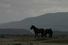 Ecuador - Cotopaxi - chevaux sauvages