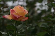 Ecuador - Cotopaxi - culture des roses