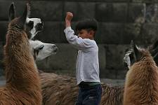 Ecuador - Cotopaxi - Hacienda San Augustin de Callo
enfant et lama