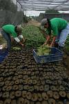 Equateur - Hacienda Las Canas - Ferme de Cacao
bouturages des nouvelles pousses