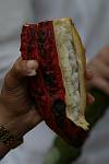 Equateur - Hacienda Las Canas - Ferme de Cacao
le fruit du cacao ouvert