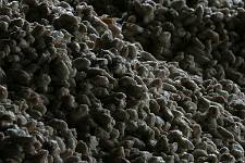 Equateur - Hacienda Las Canas - Ferme de Cacao
la feve de cacao ˆ la maceration