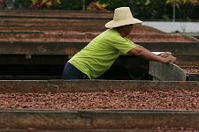 Equateur - Hacienda Las Canas - Ferme de Cacao
sechage en exterieur des feves de cacao. Les bacs mobiles permettent de ne pas surchauffer la marchandise