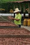 Equateur - Hacienda Las Canas - Ferme de Cacao
Verification du sechage de la graine de Cacao